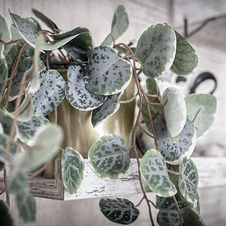 Hillsdale In 4* אמבלסייד